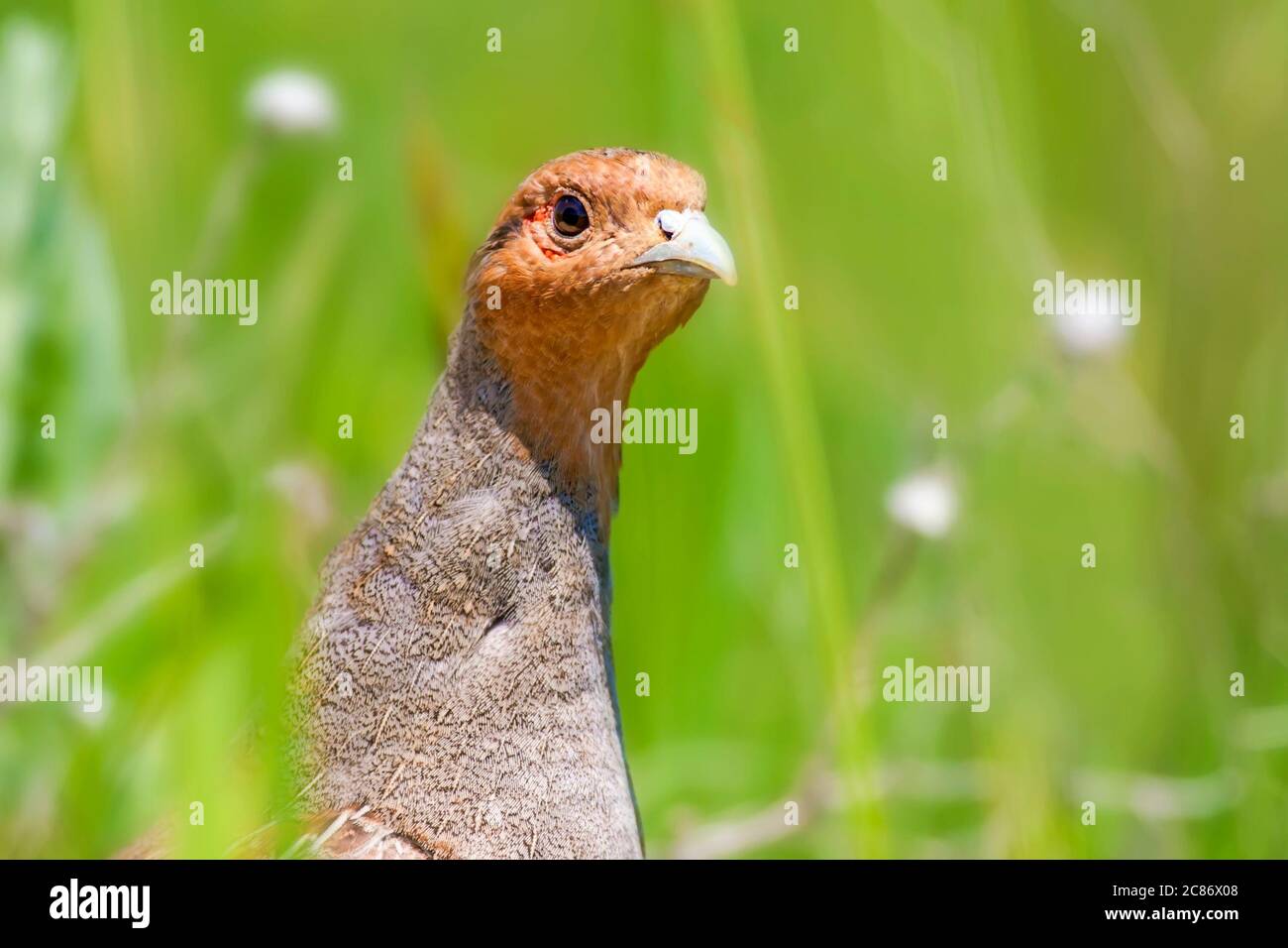Partridges. Bird Grey Partridge Perdix perdix. Nature background Stock Photo Alamy