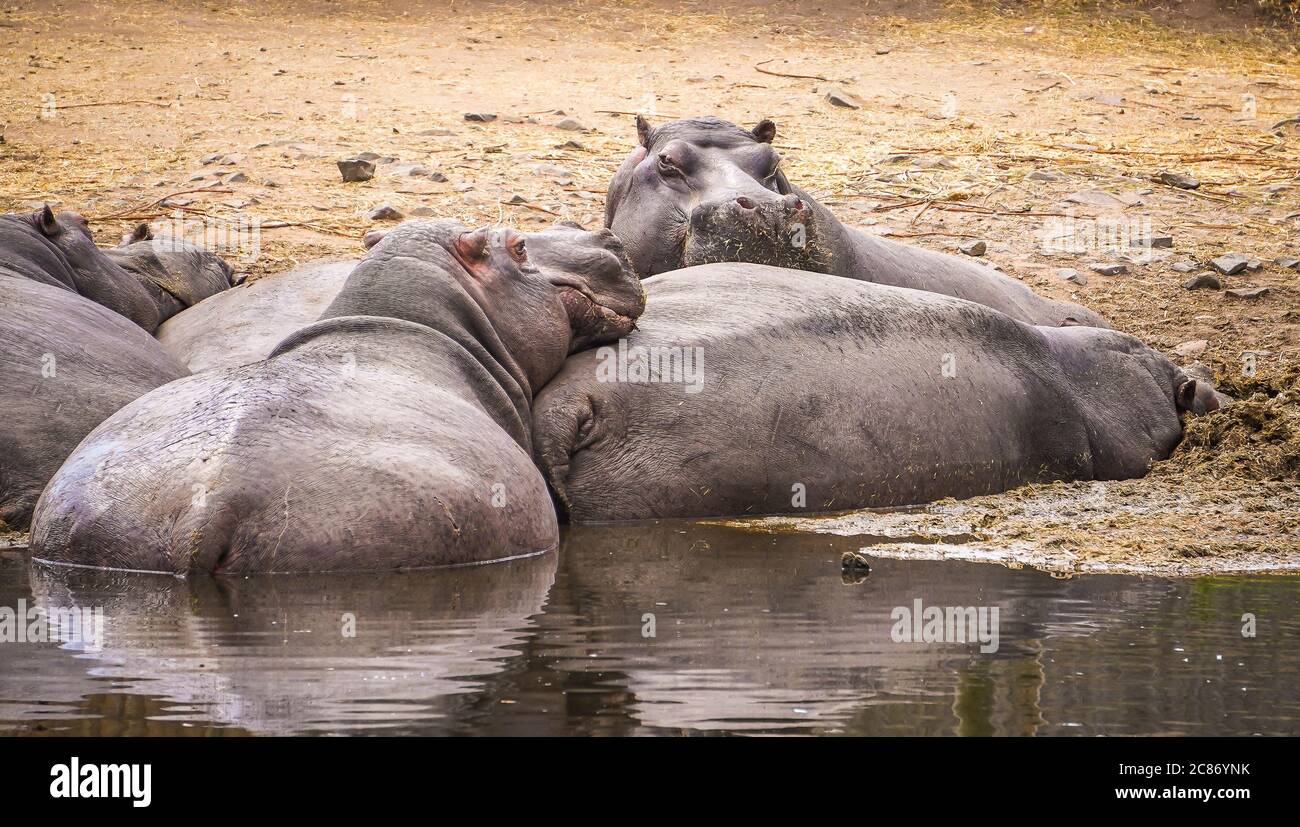 Close up bloat of lazy hippos (Hippopotamus amphibius) wallowing together in mud by their lake, West Midland Safari Park UK. Idle hippopotamus animals. Stock Photo