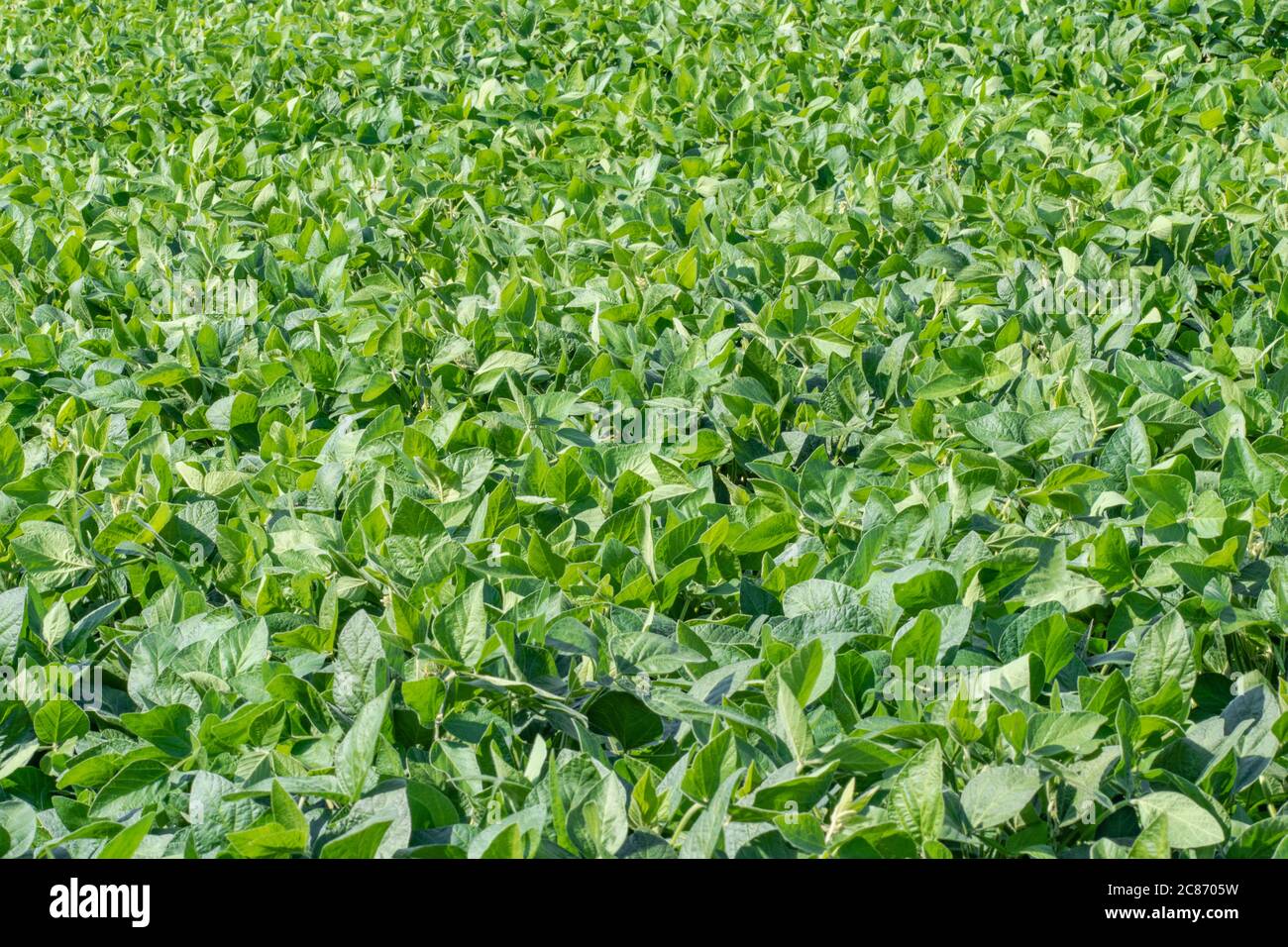 Soybean field, Glycine max Stock Photo