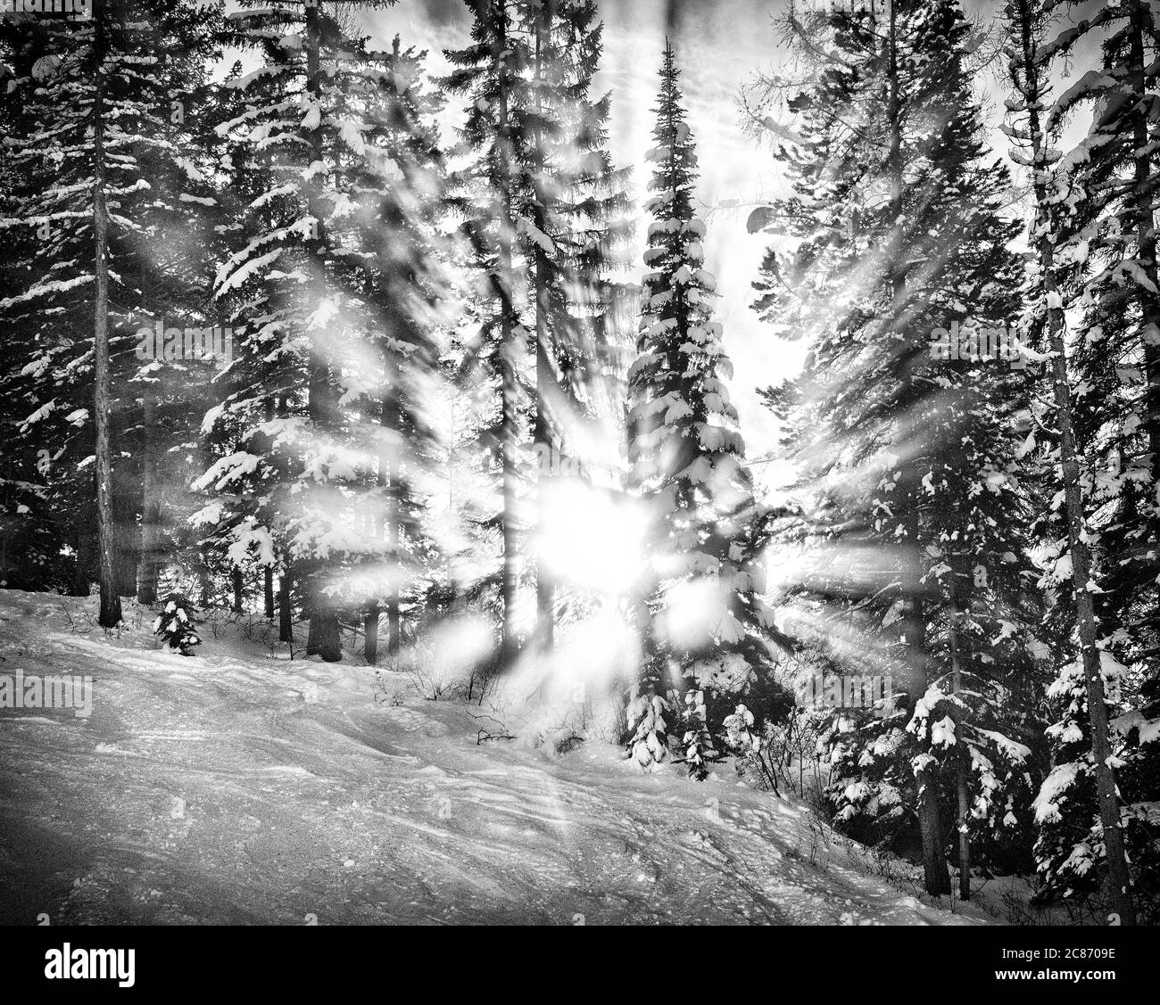 Sunburst through Evergreens, Purcell Mountains, Kimberley, British Columbia, Canada Stock Photo