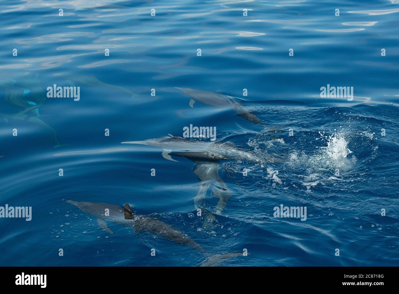 eastern spinner dolphins, Stenella longirostris orientalis, or Central American spinner, S.l. centroamericana, swimming just under the surface, Costa Stock Photo