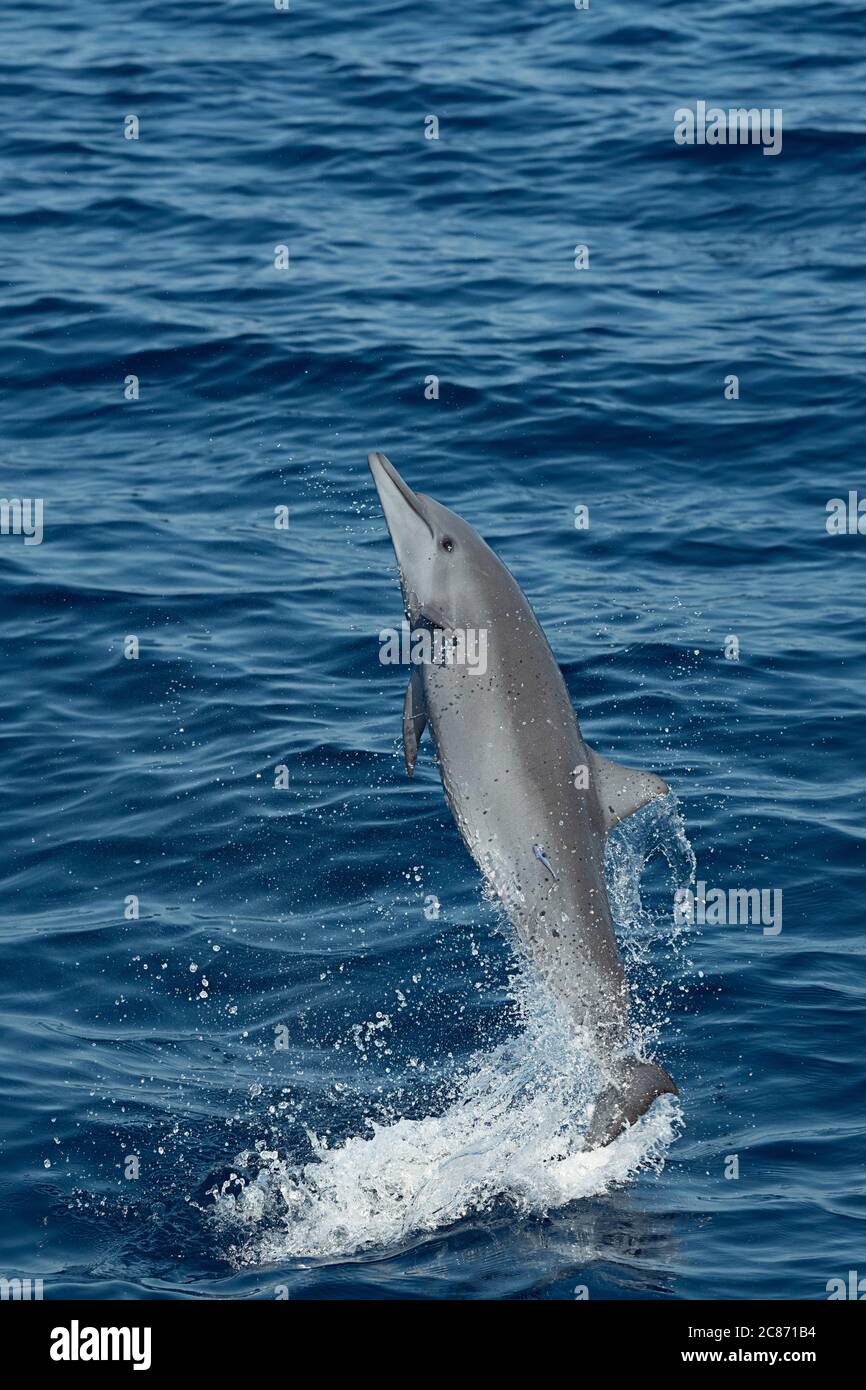 juvenile eastern spinner dolphin, Stenella longirostris orientalis, or Central American spinner, Stenella longirostris centroamericana, calf jumping Stock Photo