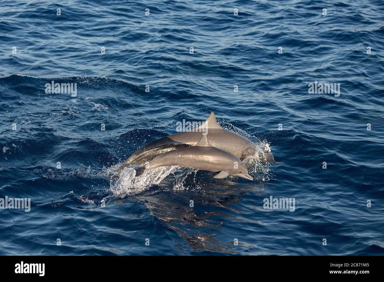female & calf eastern spinner dolphins, Stenella longirostris orientalis, or Central American spinner, S. l. centroamericana, porpoising, Costa Rica Stock Photo