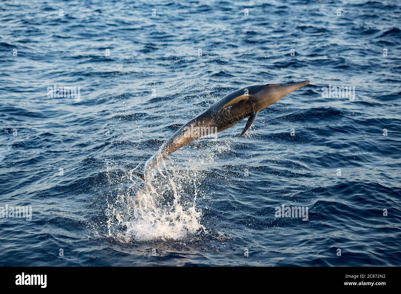 eastern spinner dolphin, Stenella longirostris orientalis, or Central American spinner, S. l. centroamericana, jumping and spinning, Costa Rica Stock Photo