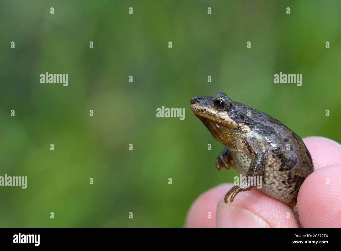 Boreal Chorus Frog Colorado Flash Sales | head.hesge.ch