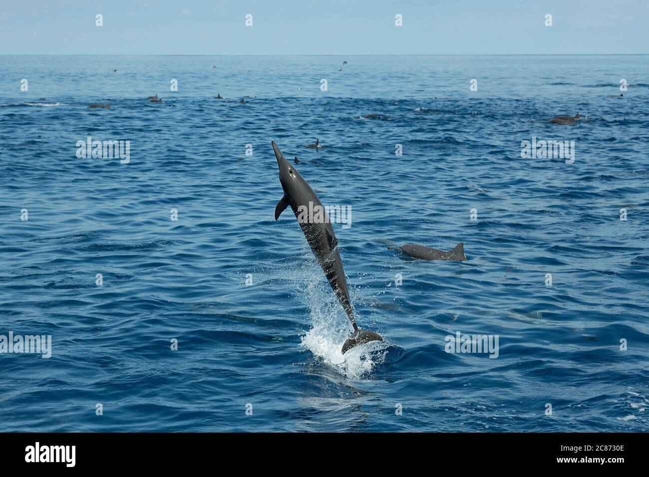eastern spinner dolphin, Stenella longirostris orientalis, or Central American spinner, S. l. centroamericana, jumping and spinning, off Costa Rica Stock Photo