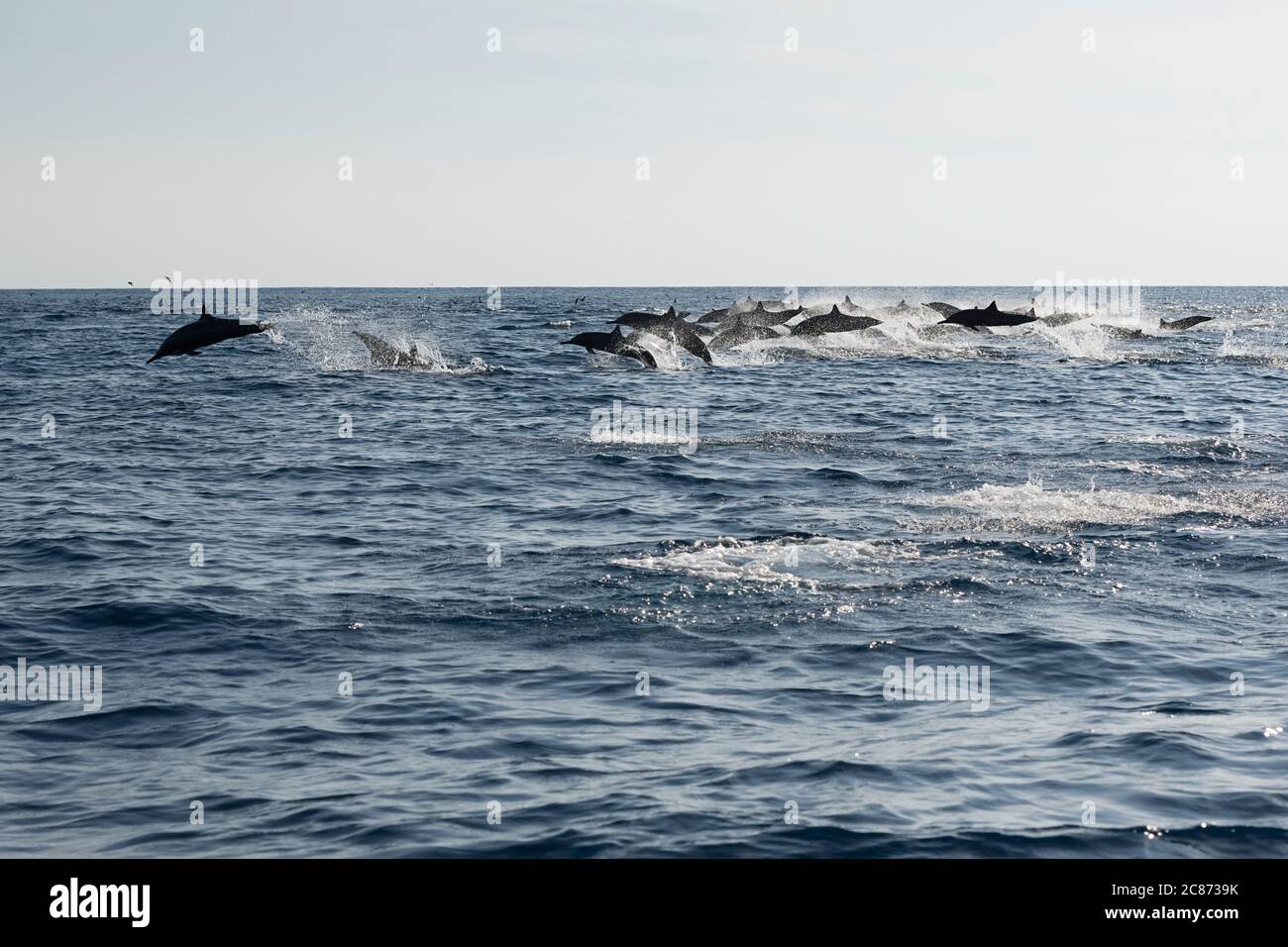 eastern spinner dolphins, Stenella longirostris orientalis, or Central American spinners, S. l. centroamericana, stampeding away from predators Stock Photo