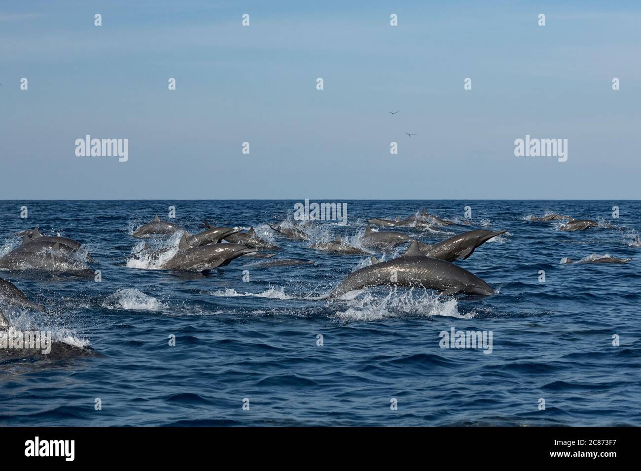 eastern spinner dolphins, Stenella longirostris orientalis, or Central American spinner, S. l. centroamericana, stampeding away from predators Stock Photo