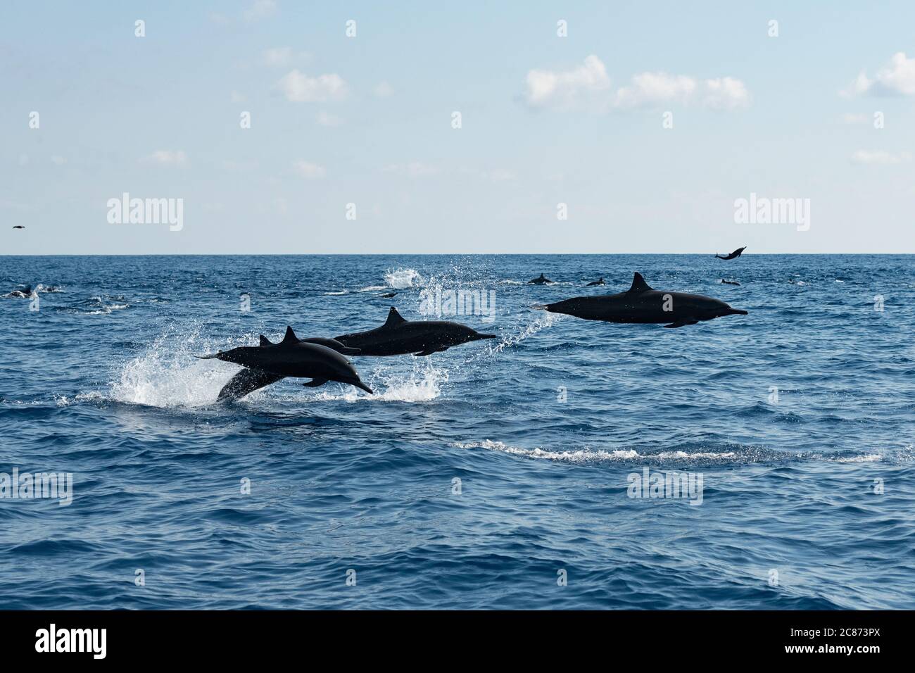 eastern spinner dolphins, Stenella longirostris orientalis, or Central American spinner, S. l. centroamericana, porpoising at high speed, Costa Rica Stock Photo