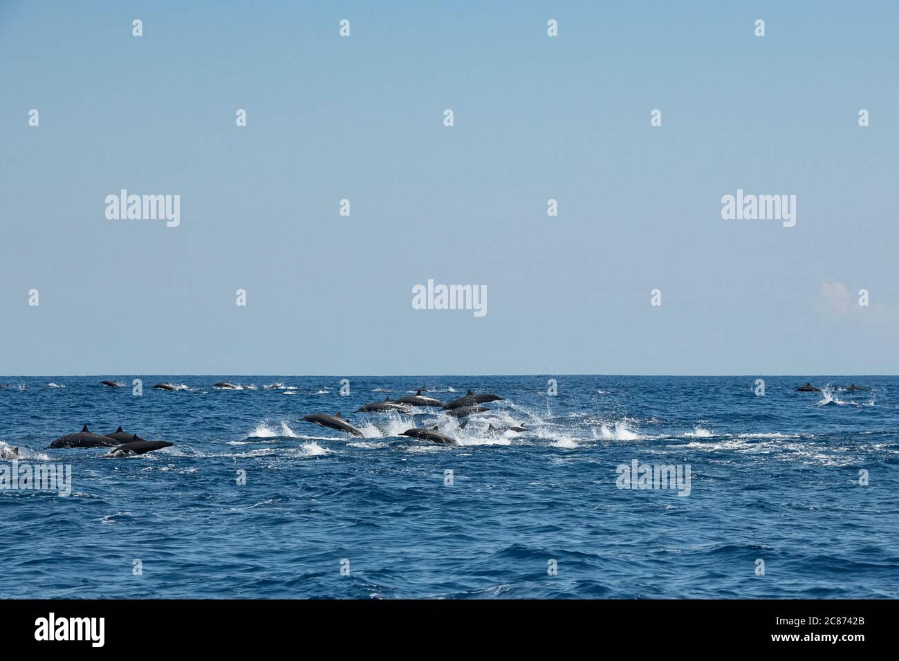 eastern spinner dolphins, Stenella longirostris orientalis, or Central American spinner, S. l. centroamericana, stampeding away from predators Stock Photo