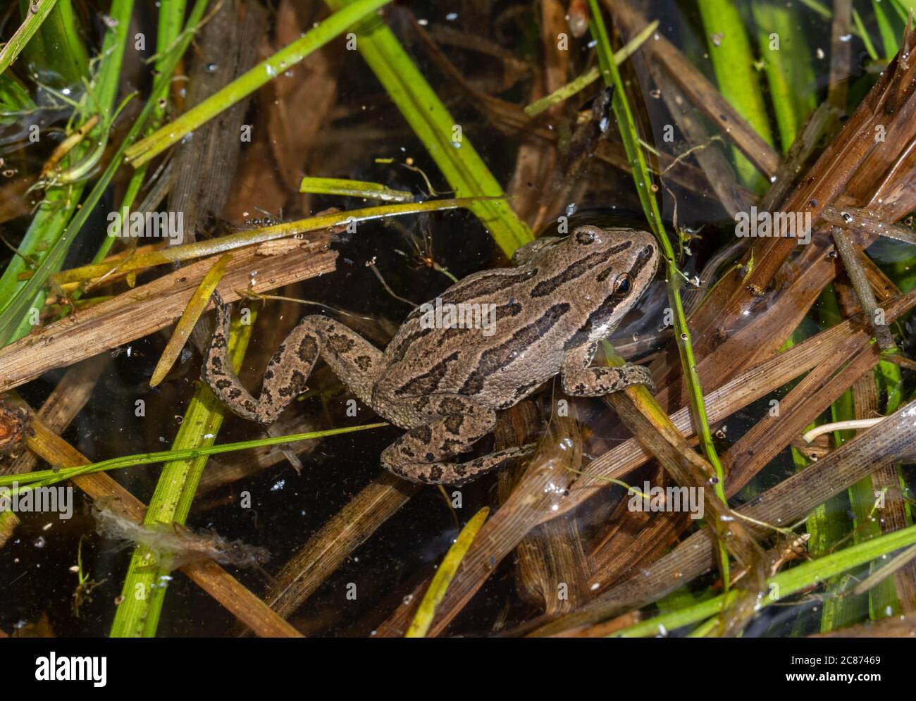 Boreal Chorus Frog (Pseudacris maculata) from Mesa County, Colorado