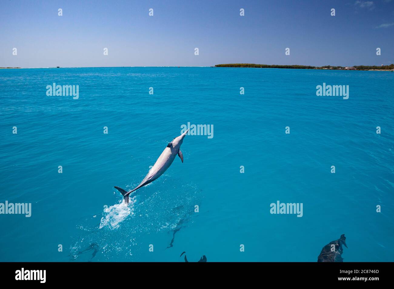 Hawaiian spinner dolphins, Stenella longirostris longirostris, breaching and bowriding on boat approaching Sand Island, Midway Atoll, USA Stock Photo