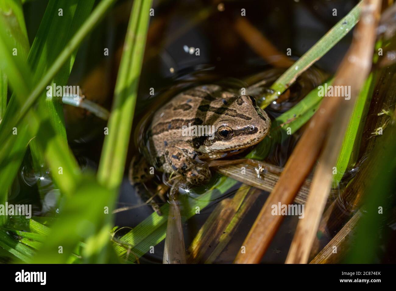 Boreal Chorus Frog (Pseudacris maculata) from Mesa County, Colorado ...