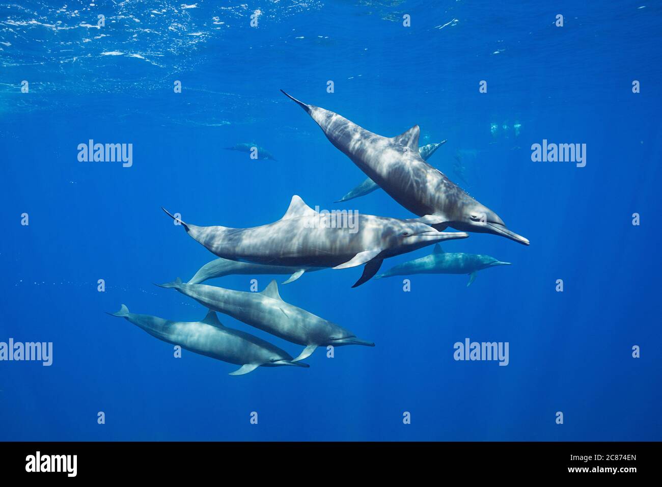eastern spinner dolphins, Stenella longirostris orientalis, or Central American spinner, Stenella longirostris centroamericana, Costa Rica Stock Photo