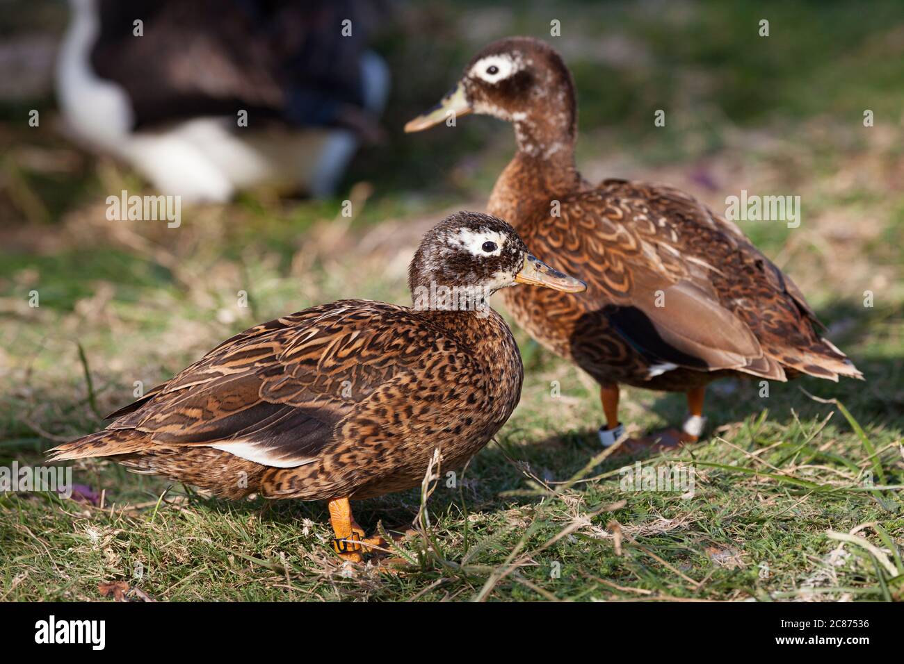 Laysan ducks or Laysan teal, Anas laysanensis, the rarest duck in the world ( Critically Endangered ), with Laysan albatross in background, Midway Stock Photo