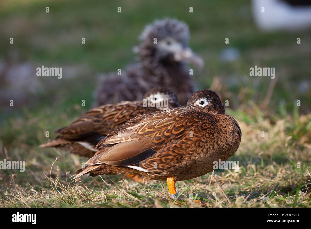 Laysan ducks or Laysan teal, Anas laysanensis ( Critically Endangered ), with Laysan albatross chick towering over them behind, Sand Island, Midway Stock Photo