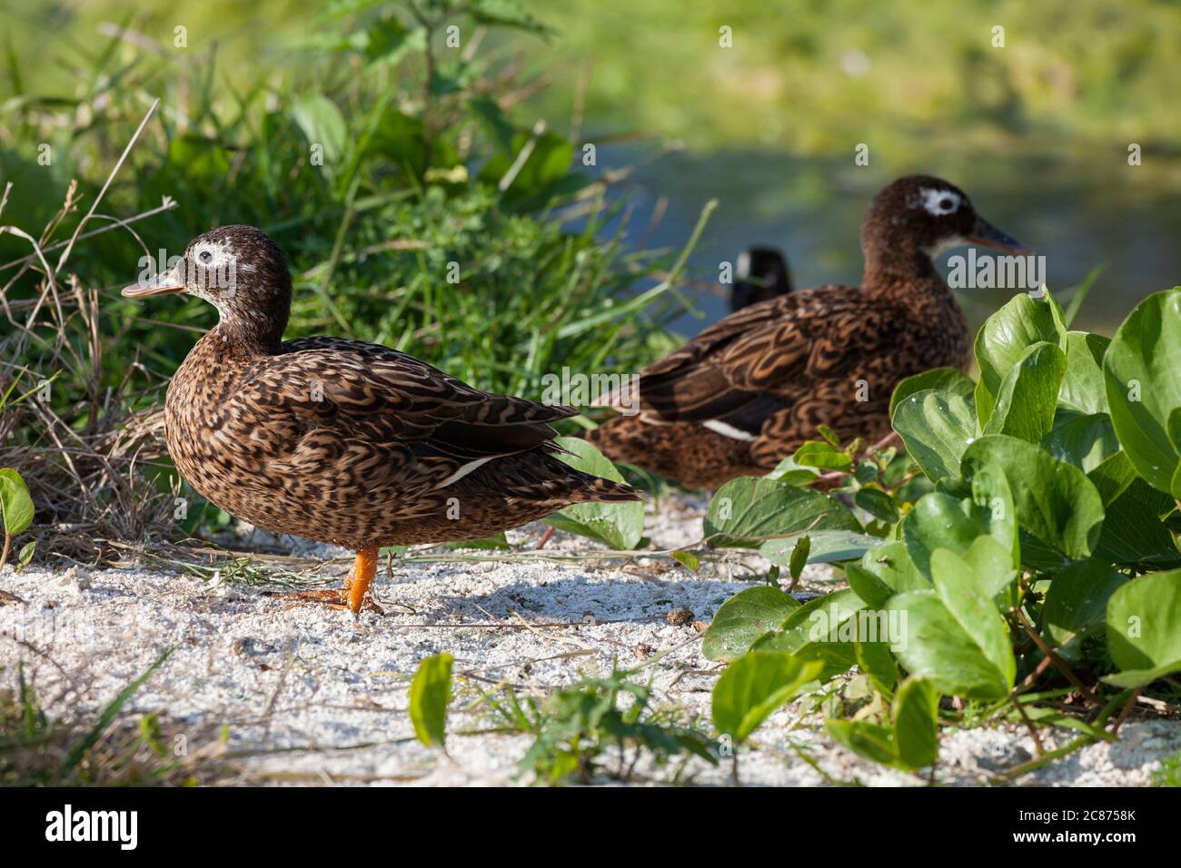 Laysan ducks or Laysan teal, Anas laysanensis, the rarest duck in the world ( Critically Endangered ), Midway Atoll National Wildlife Refuge, USA Stock Photo