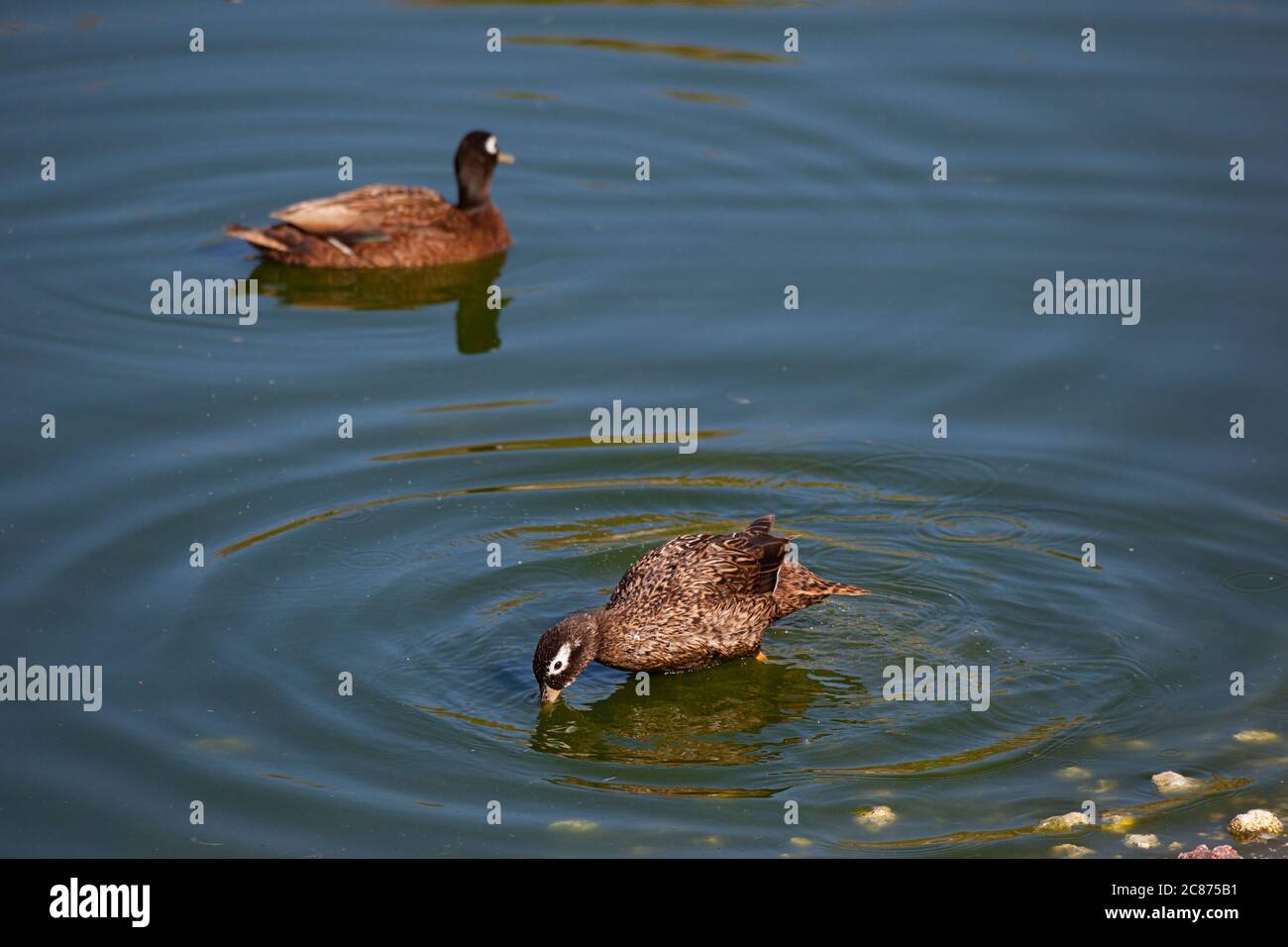 Laysan duck or Laysan teal, Anas laysanensis ( Critically Endangered ), drinking or feeding, Eastern Island, Midway Atoll National Wildlife Refuge, US Stock Photo