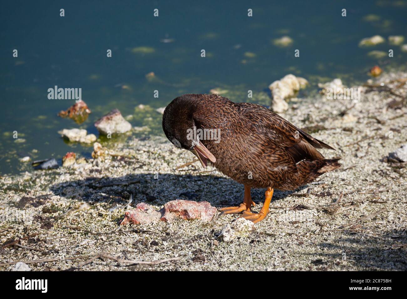 Laysan duck or Laysan teal, Anas laysanensis,  ( Critically Endangered Species ), preening, Eastern Island, Midway Atoll National Wildlife Refuge, USA Stock Photo