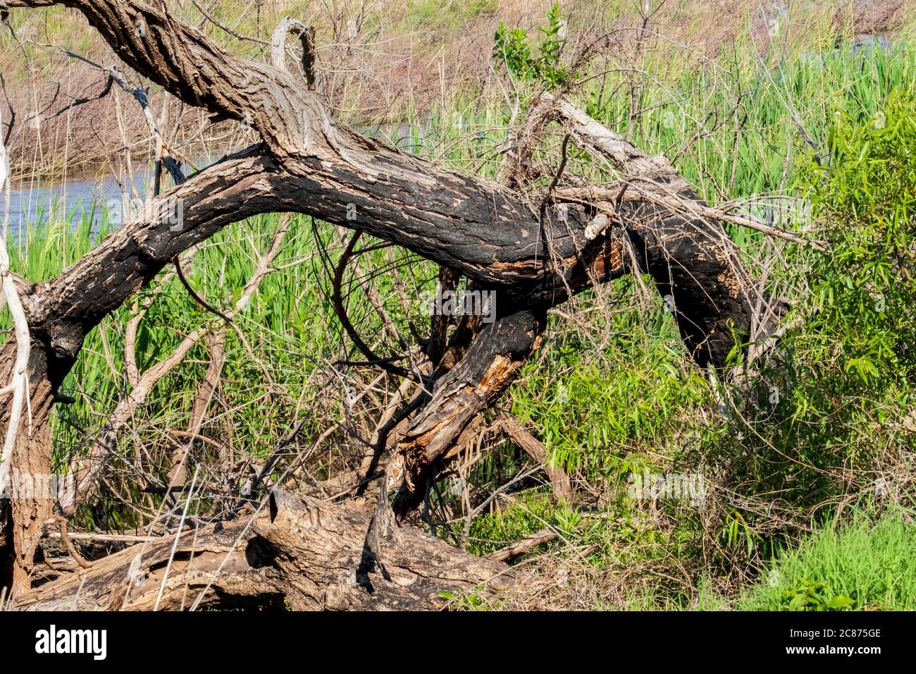 An old Eastern cottonwood tree, Populus deltoides, felled and charred by lightning. Oklahoma, USA. Stock Photo