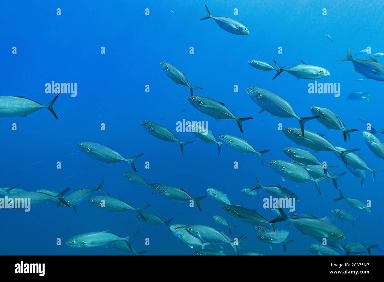 green jacks or caballa, Caranx caballus, offshore from southern Costa Rica, Central America ( Eastern Pacific Ocean ) Stock Photo