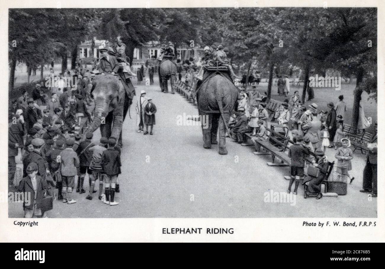 London Zoological Gardens, Regent's Park - Elephant Rides. Stock Photo