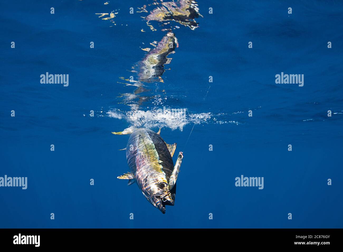 Pacific yellowtail caught on fishing hook in ocean Stock Photo - Alamy