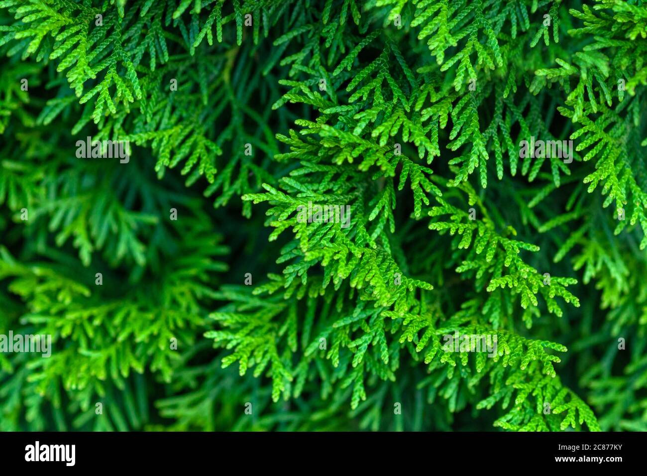 green evergreen thuja branches closeup Stock Photo