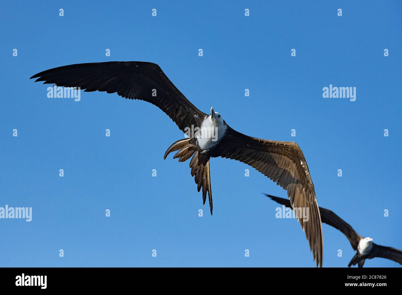 magnificent frigate birds, Fregata magnificens, offshore from southern Costa Rica, Central America ( Eastern Pacific Ocean ) Stock Photo