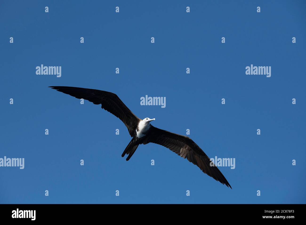 magnificent frigate bird, Fregata magnificens, offshore from southern Costa Rica, Central America ( Eastern Pacific Ocean ) Stock Photo