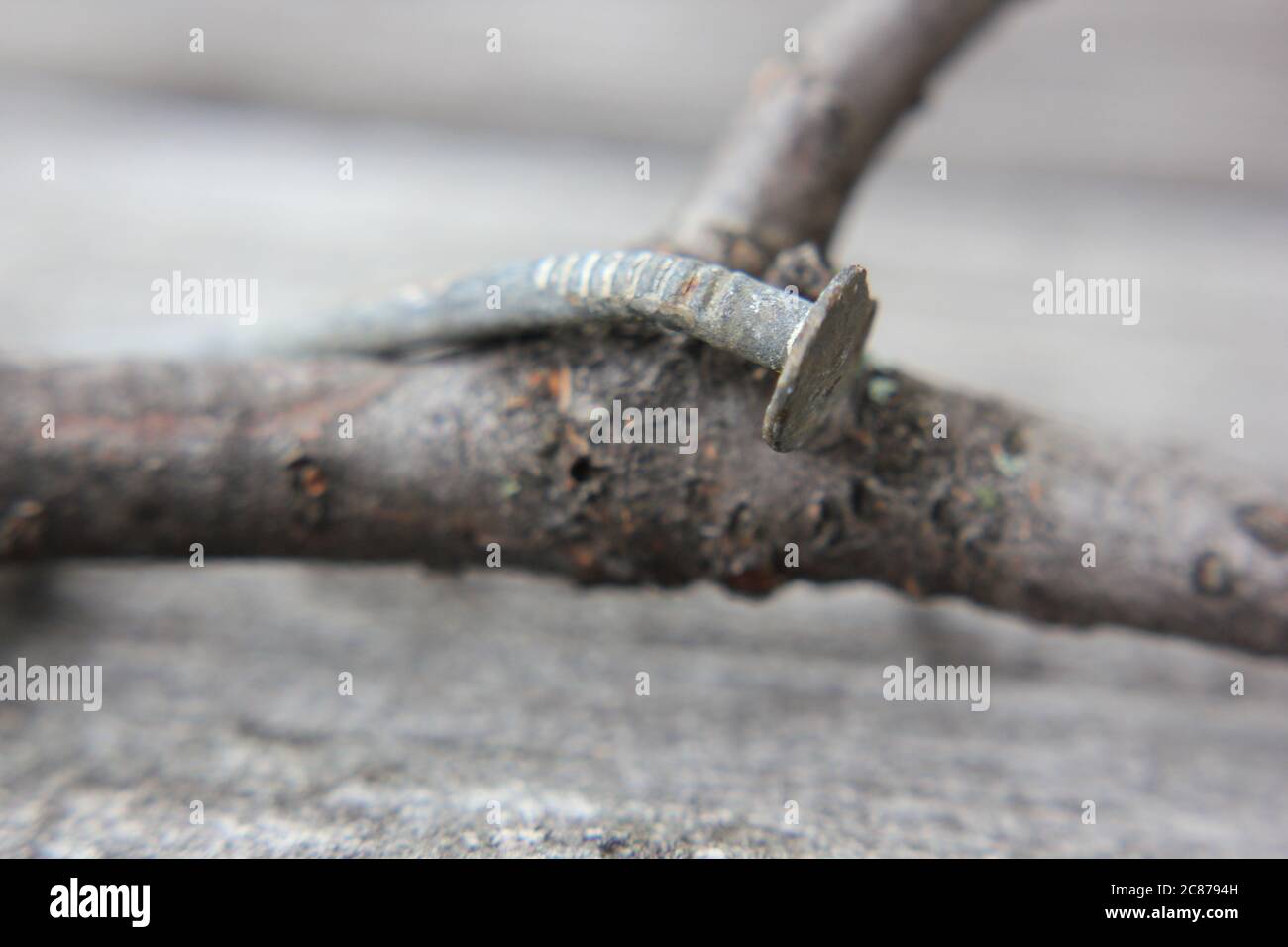 One single severely weathered rusted iron construction nail Stock Photo ...