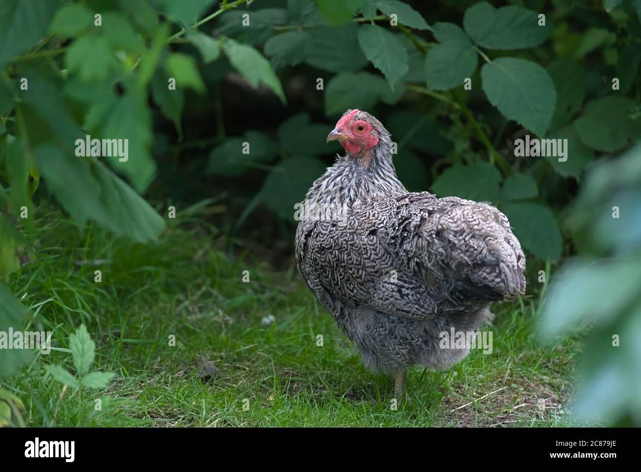 3 - Face naturally lit, this bantam silver pencilled wyandotte pure bred pet chicken is framed by leafy deep greens. Garden rural scene. Stock Photo