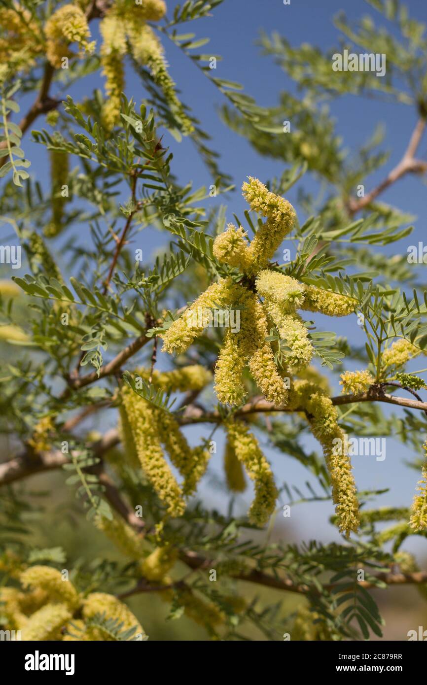 Honey Mesquite, Prosopis Glandulosa, Fabaceae native multitrunked woody shrub in Joshua Tree National Park, Southern Mojave Desert, Springtime. Stock Photo