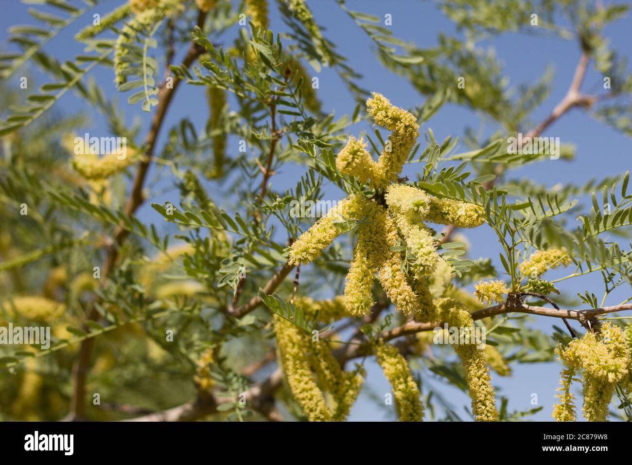 Honey Mesquite, Prosopis Glandulosa, Fabaceae native multitrunked woody shrub in Joshua Tree National Park, Southern Mojave Desert, Springtime. Stock Photo