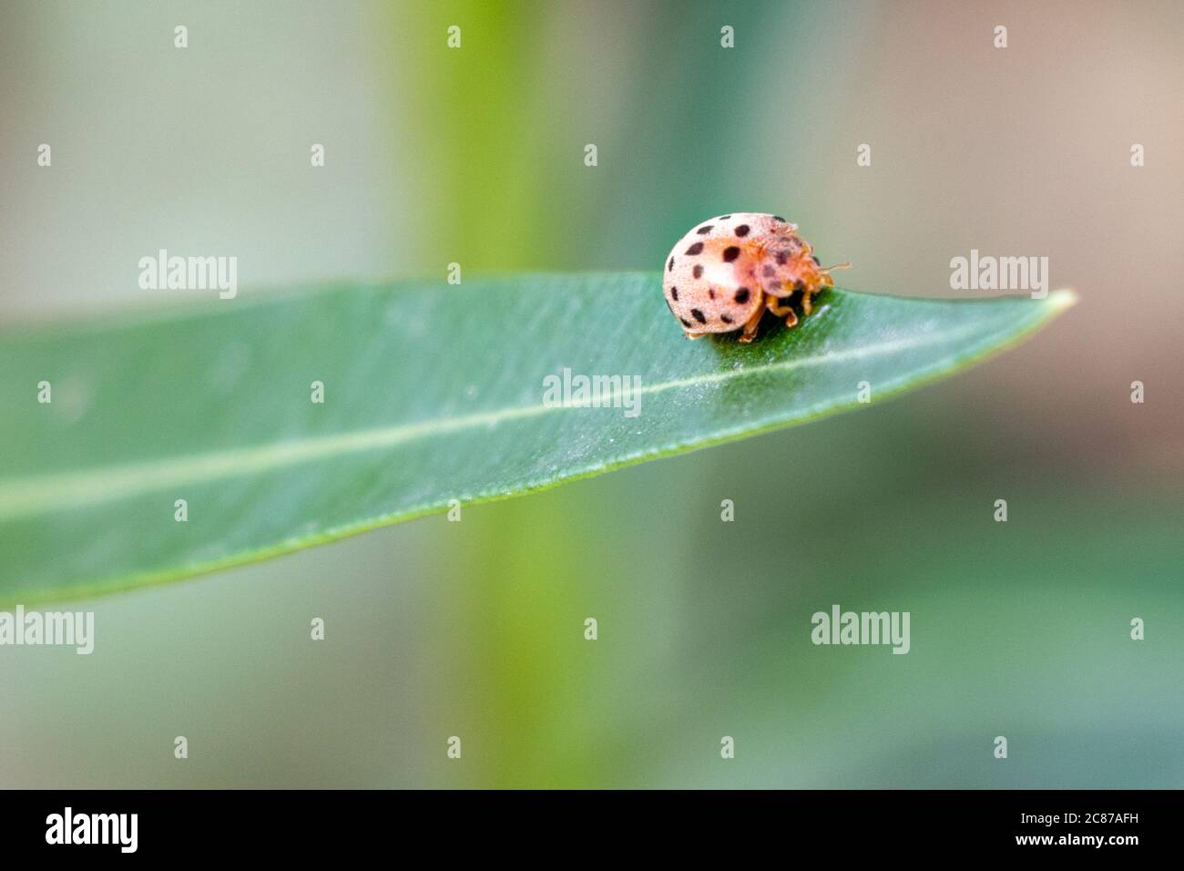 ladybird beetle insect on leaf over green blur background, selective focus Stock Photo