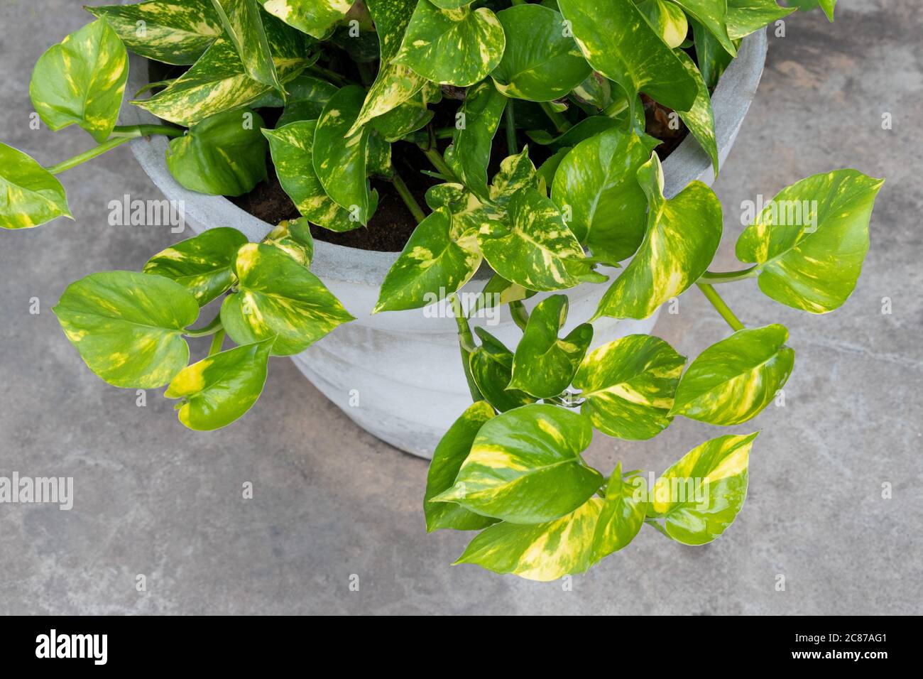 Green Money Plant growing in pot, top view Stock Photo Alamy