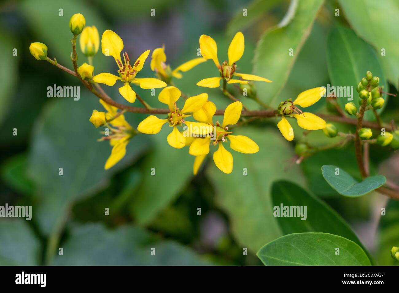 Beautiful yellow flower over green blur background Stock Photo