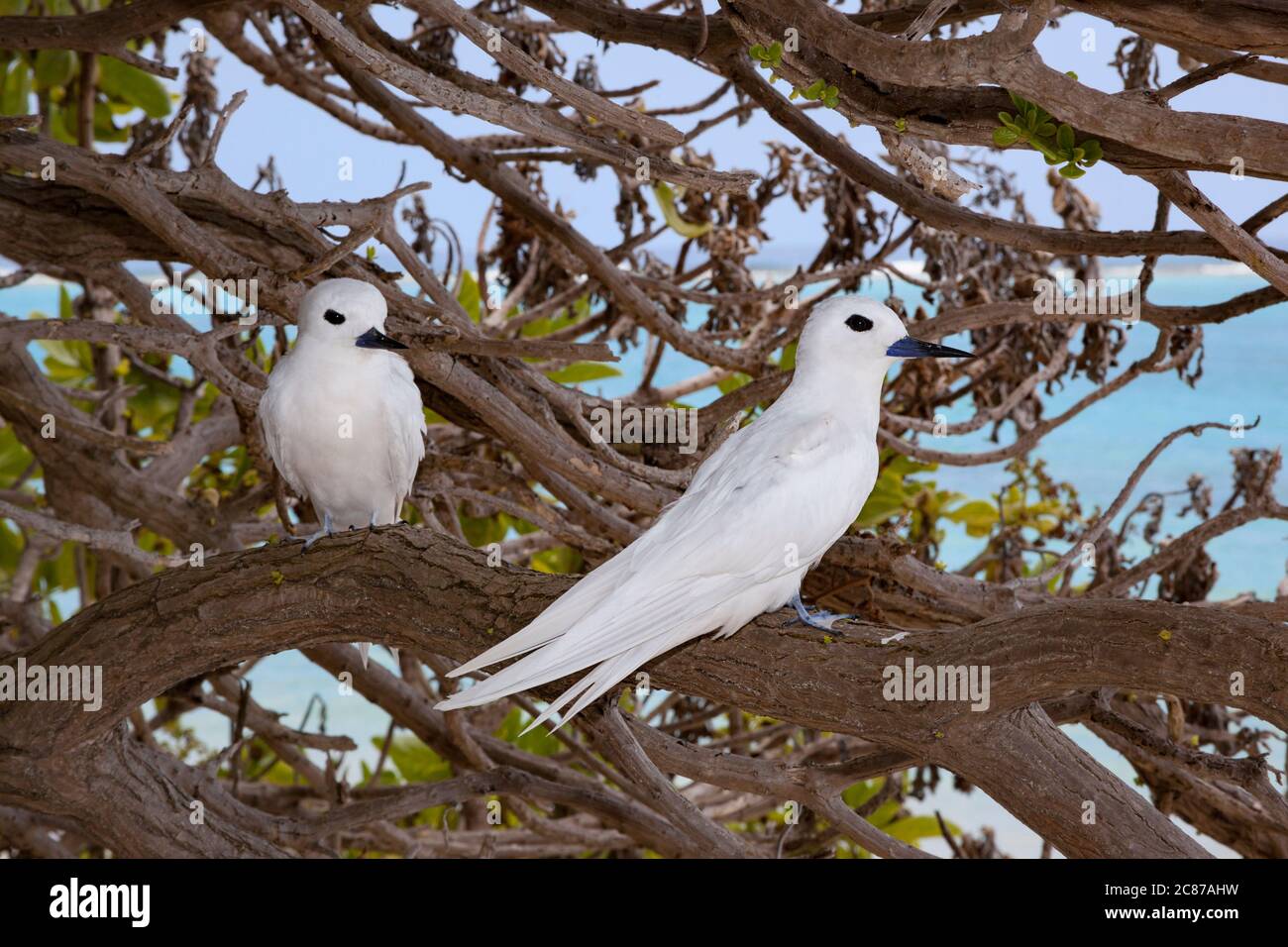 white tern or fairy terns, Gygis alba rothschildi, Sand Island, Midway Atoll National Wildlife Refuge, Papahanaumokuakea Marine National Monument, USA Stock Photo