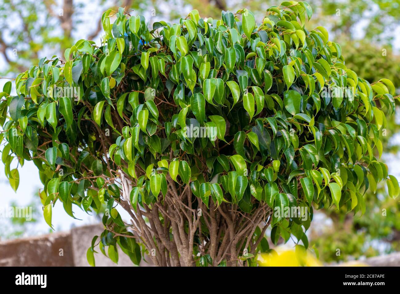 Weeping Fig Tree, aka the Benji Tree, green leafs plant over blury