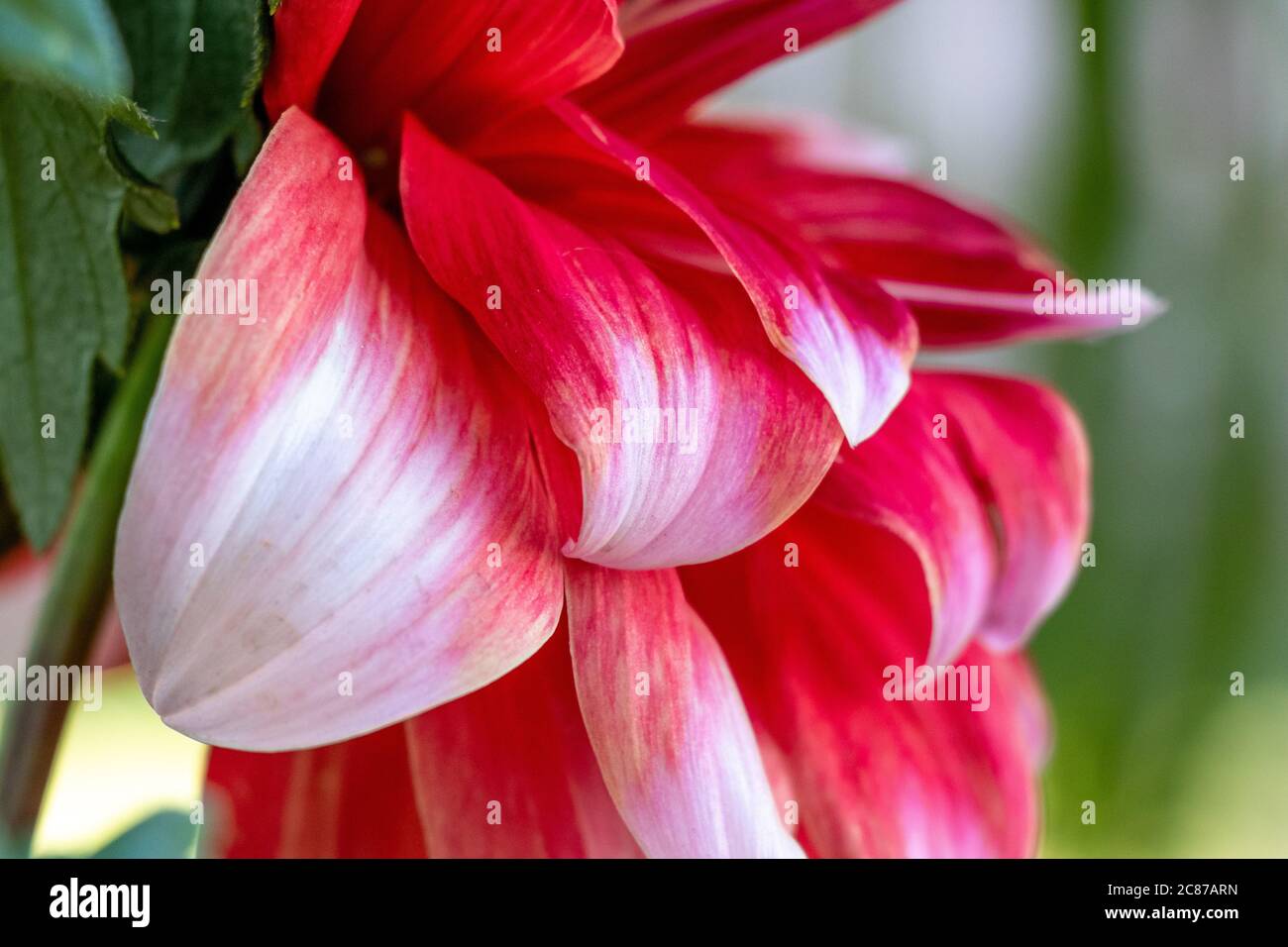 Decorative red large dahlia flower patals close up over blur background Stock Photo