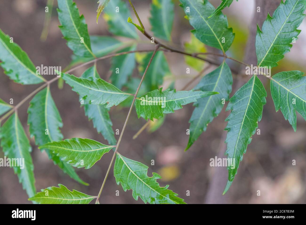Azadirachta or neem tree leafs,  nimtree or Indian lilac. also know as ayurvedic medicine Stock Photo