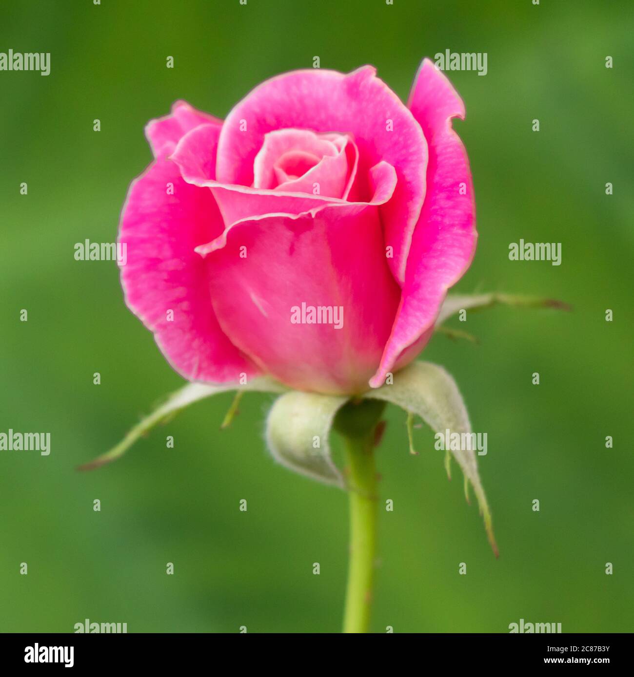 Beautiful pink rose over green burly background, selective focus Stock Photo