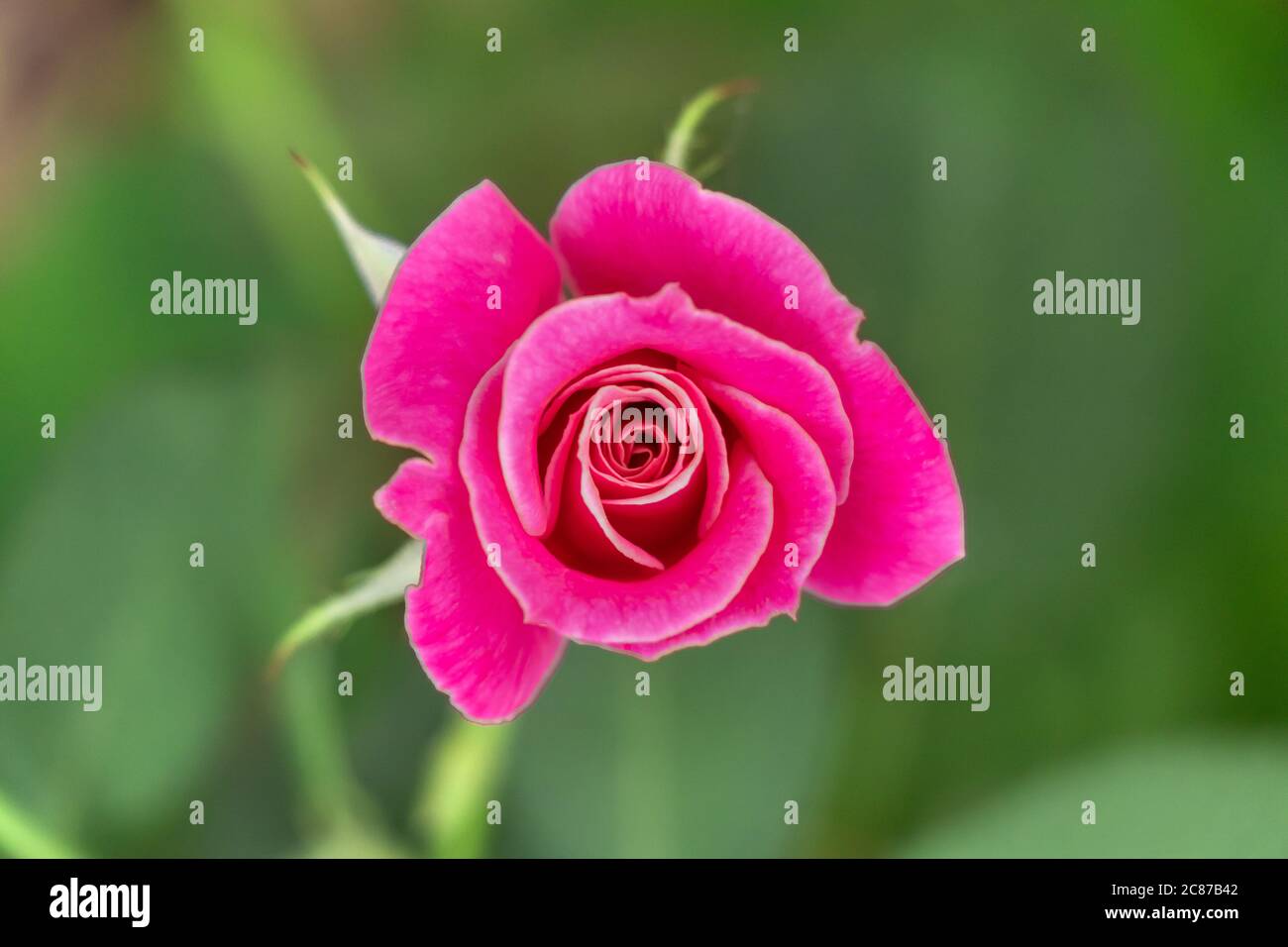 Beautiful pink rose over green burly background, selective focus Stock Photo