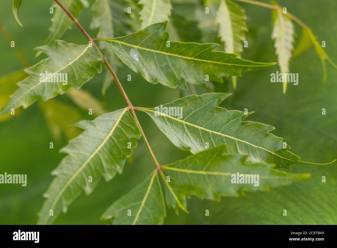 Azadirachta or neem tree leafs,  nimtree or Indian lilac. also know as ayurvedic medicine Stock Photo