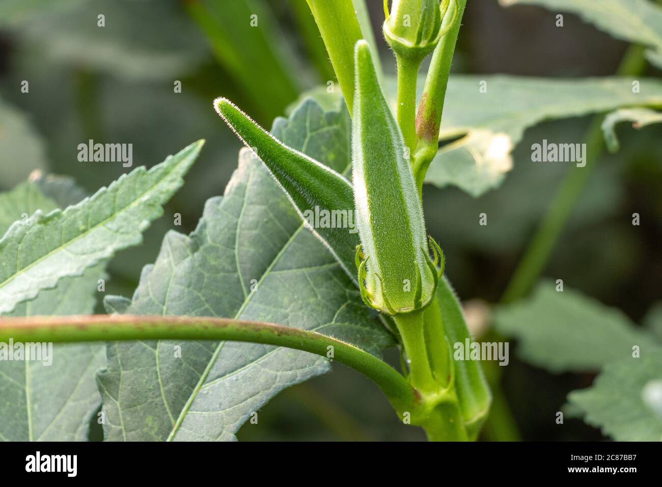 Okra or lady finger growing in farm, selective focus Stock Photo
