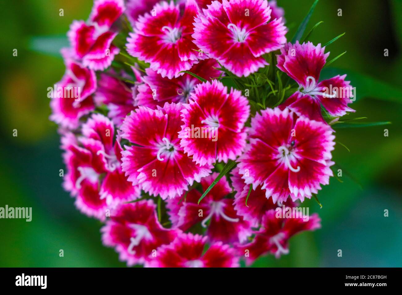 Dianthus barbatus, sweet william flower plant blooming over green blurry background Stock Photo