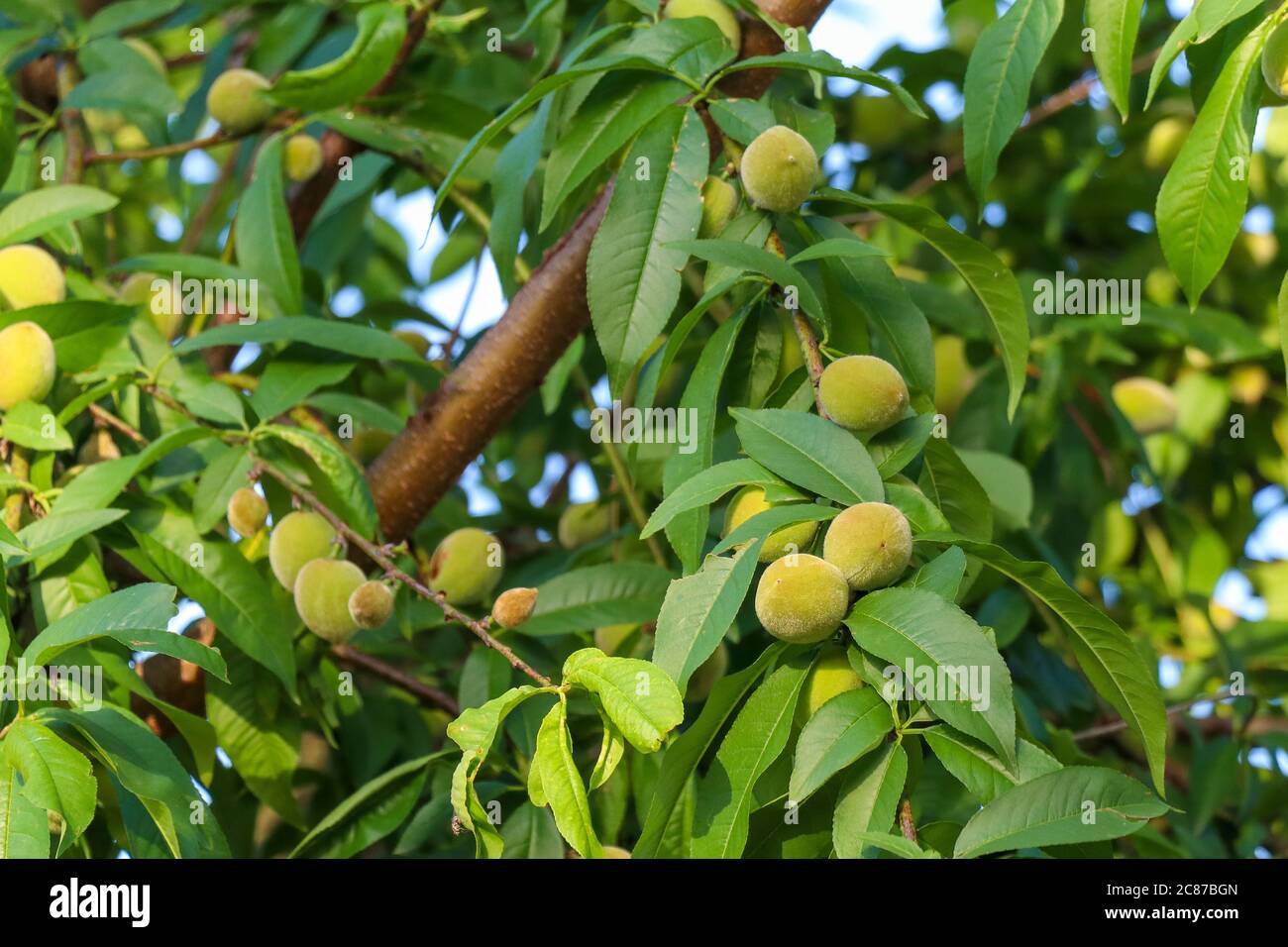 Green peach hanging on the branch with green leaves in a garden Stock Photo