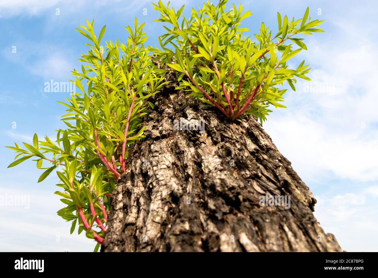 Pruned branch of a tree growing fresh new leaves, tree and plant care, pruned tree budding Stock Photo