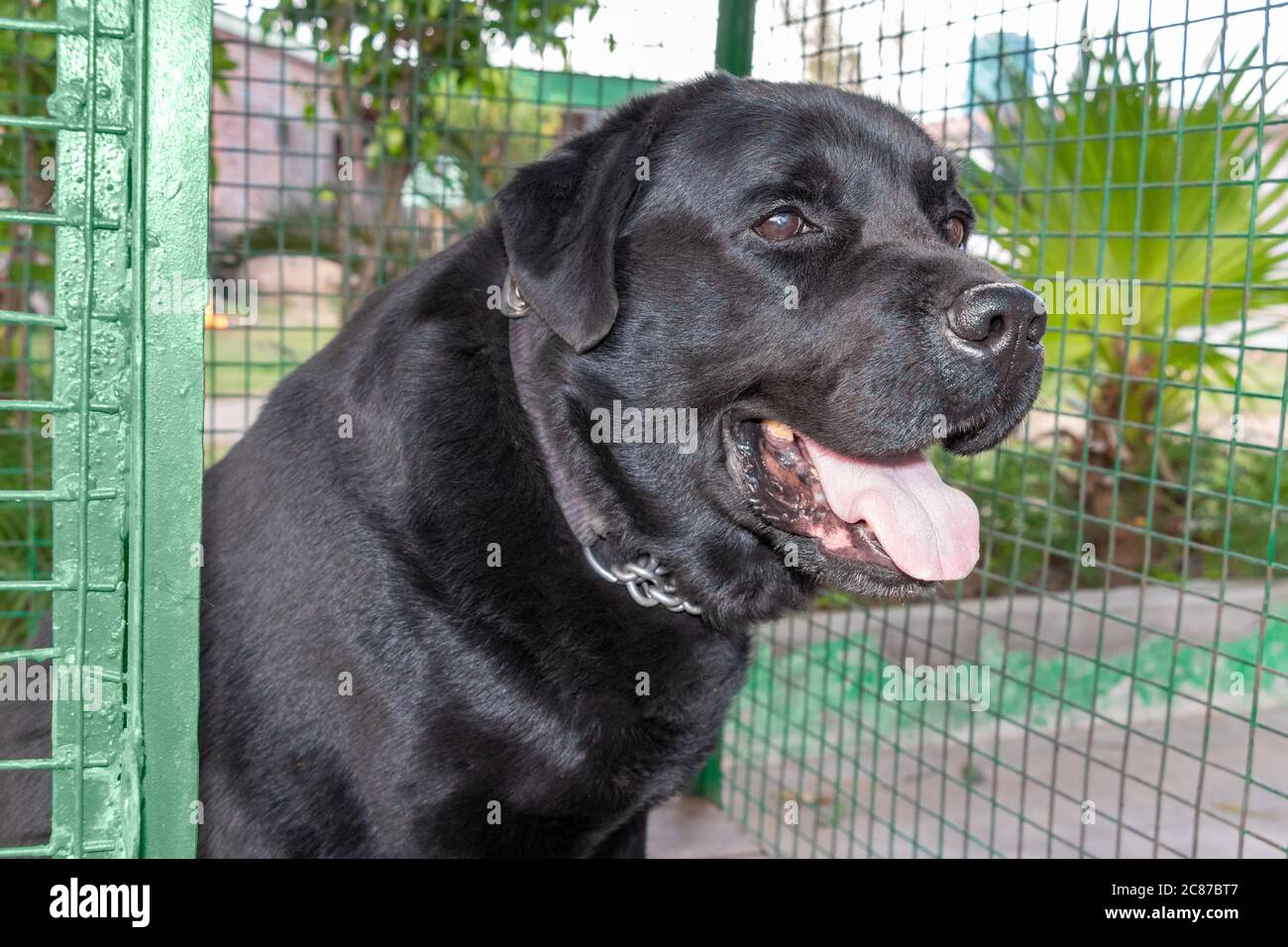 Black labrador setting inside the green cage, dogs shelter Stock Photo