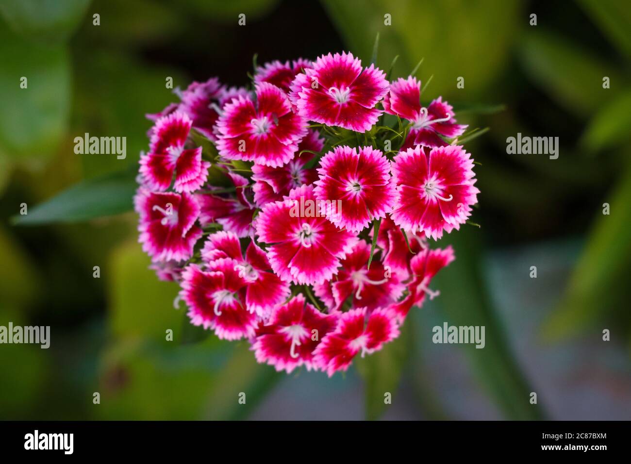 Dianthus barbatus, sweet william flower plant blooming over green blurry background Stock Photo